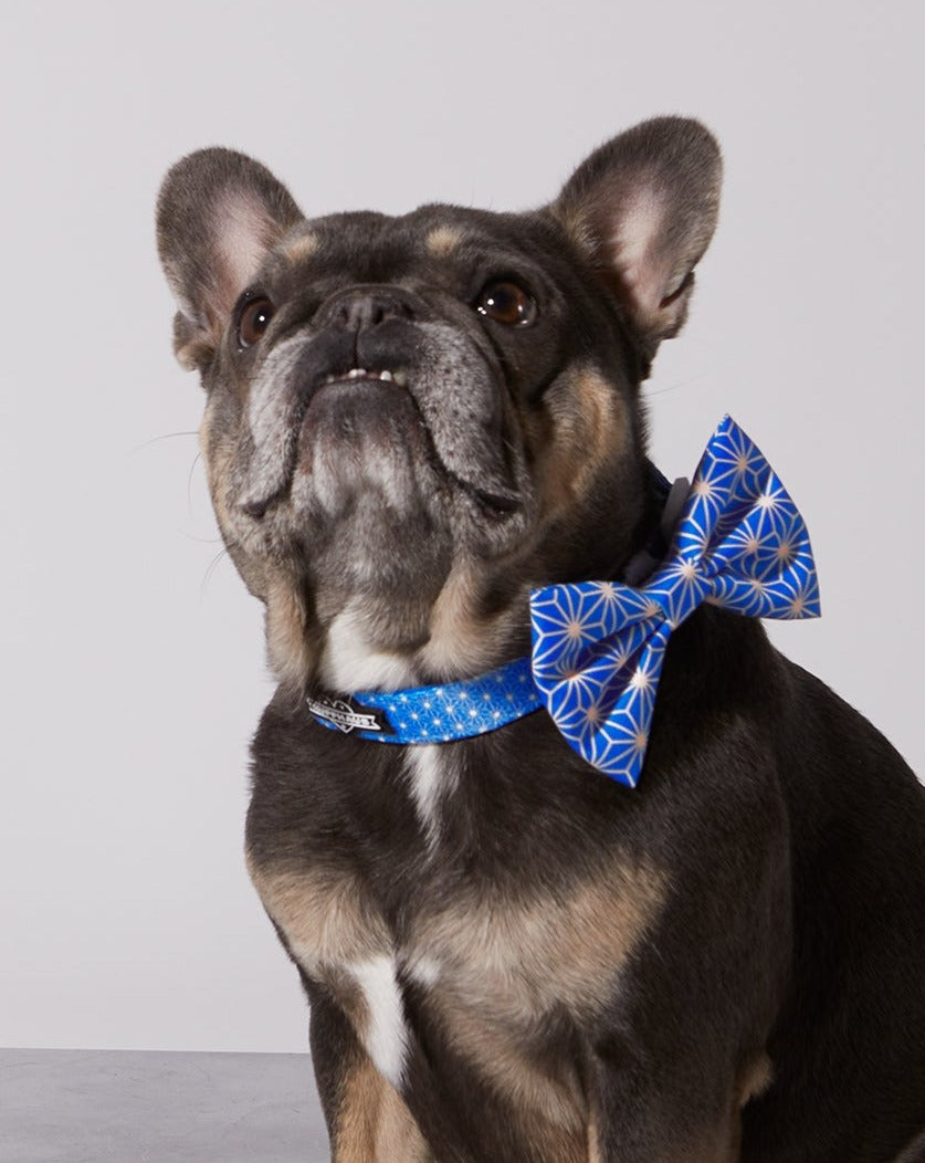 Asanoha Dog Collar & Bowtie